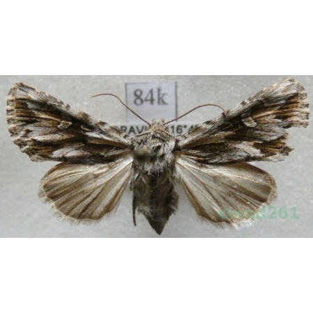 Chloantha hyperici (Denis & Schiffermüller, 1775) France84k